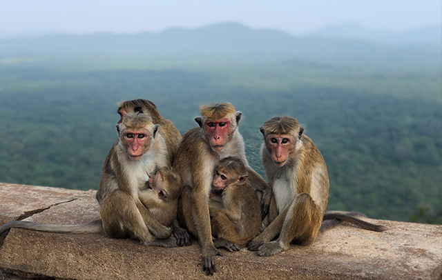 wild safari sri lanka